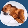 best sheets for pet hair