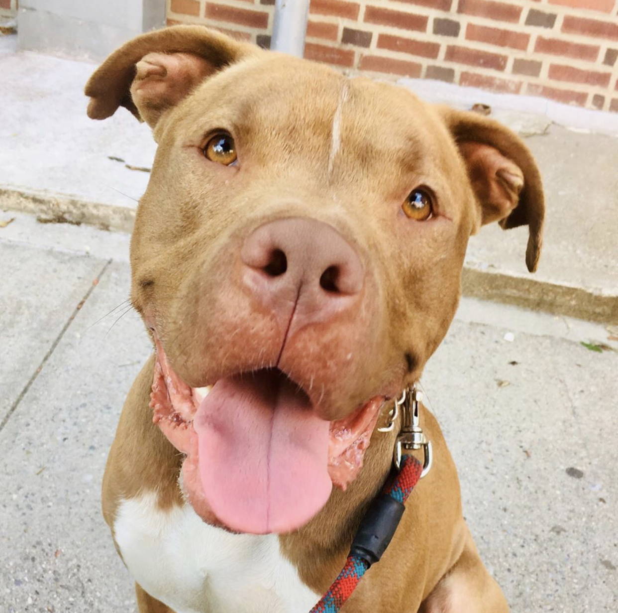 Orange rescue dog with golden eyes looking up. Image