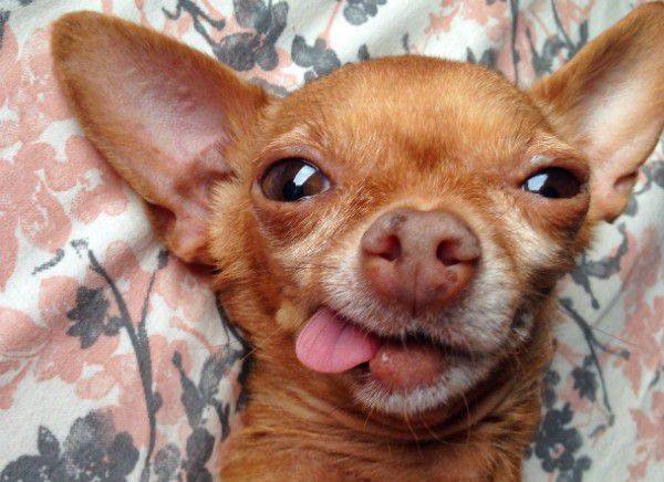 chihuahua with no teeth