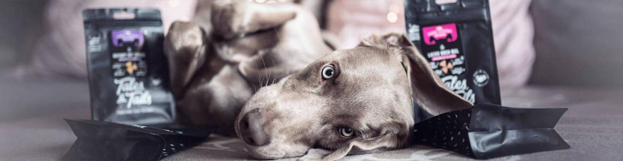 Trockenfutter für Hunde