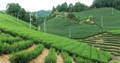 Organic Tea Farm In Japan