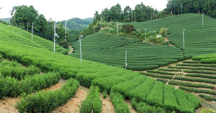 https://ucarecdn.com/0c3eeeae-3fb1-4c09-af64-0e6e0cc18f75/-/format/auto/-/preview/750x750/-/quality/lighter/organic-tea-farming-japan.jpg