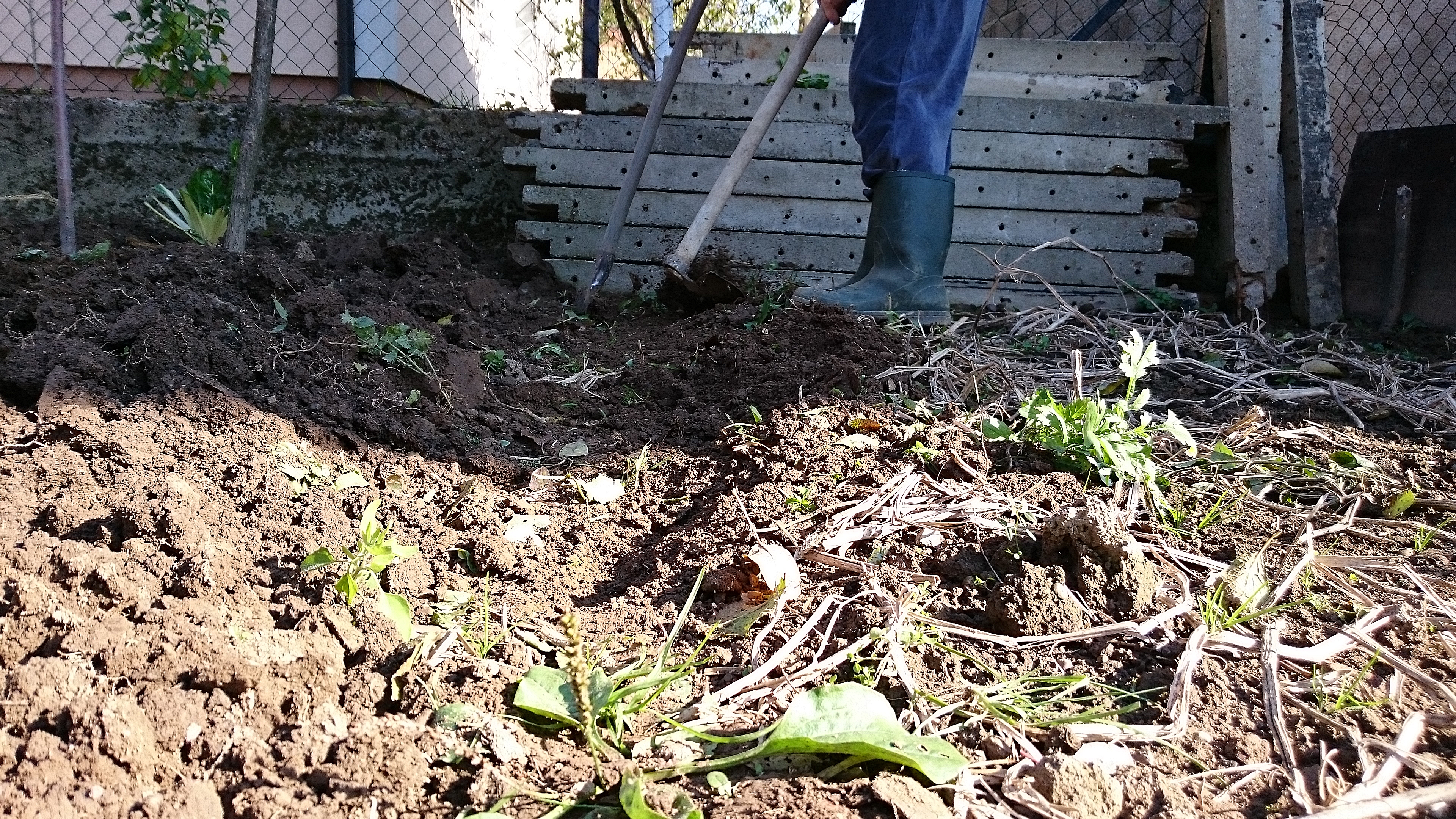 A person in rubber boots using a hoe in the garden to remove weeds