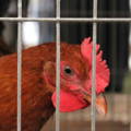 quarantine-new-chickens-before-integration-to-flock
