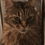 CrazyCAT