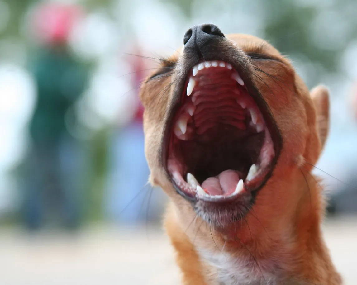 barking chihuahua