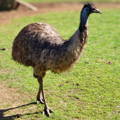 emu_standing_position_gypsy_shoals_farm