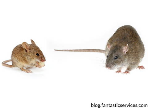 mice_and_rats