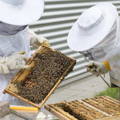 gypsy-shoals-farm-honey-beehive-inspection gypsy-shoals-farm-honey-beehive-inspection