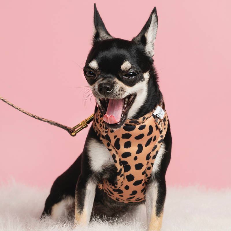 Chihuahua harness