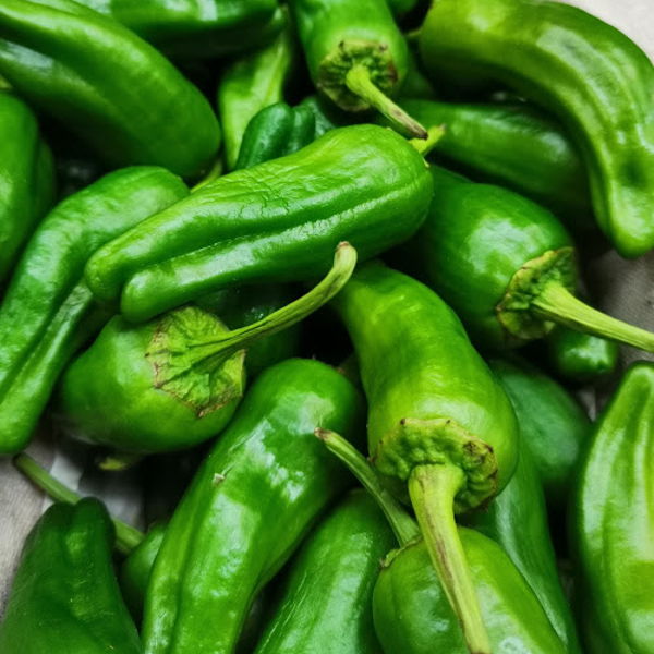 poivron-pimientos-padron