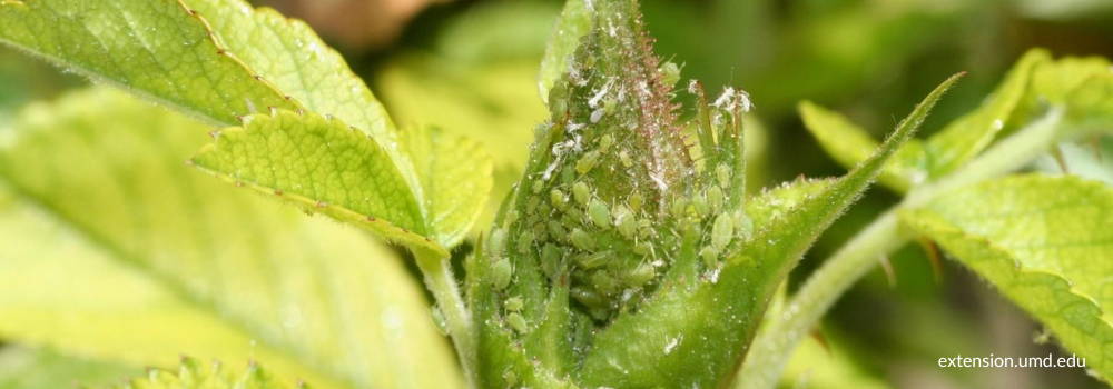 aphid damage