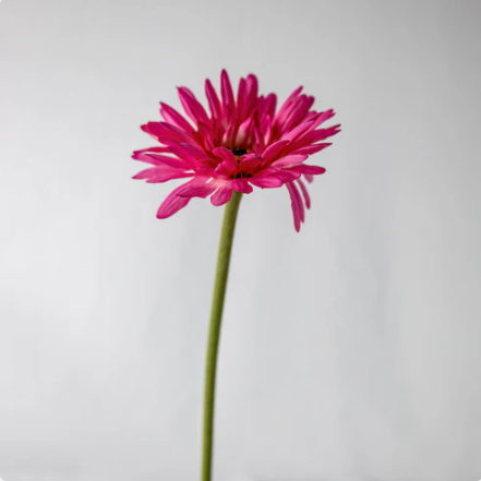 Fuchsia Real Touch Gerbera - Realistic Artificial Flowers - Image 3