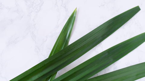 Pandan Leaves Ingredient