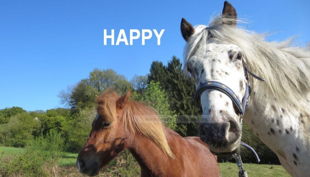 ponyhof sonnenschein ponys glücklich