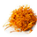 organic cordyceps mushroom