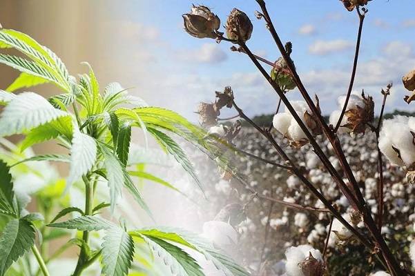 Cotton vs Hemp