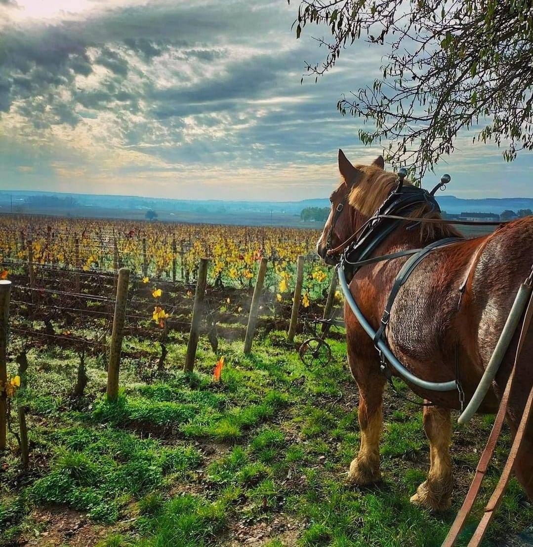Domaine Morey Coffinet