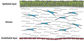 Layers of the cornea