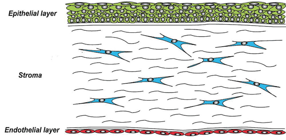 Epithelium and stroma of the cornea