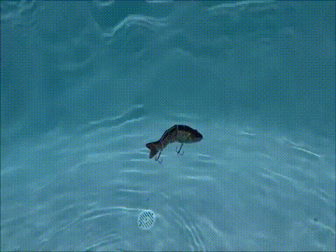 Robotic Swimming Lure - BuzzerFish – BUZZERFISH
