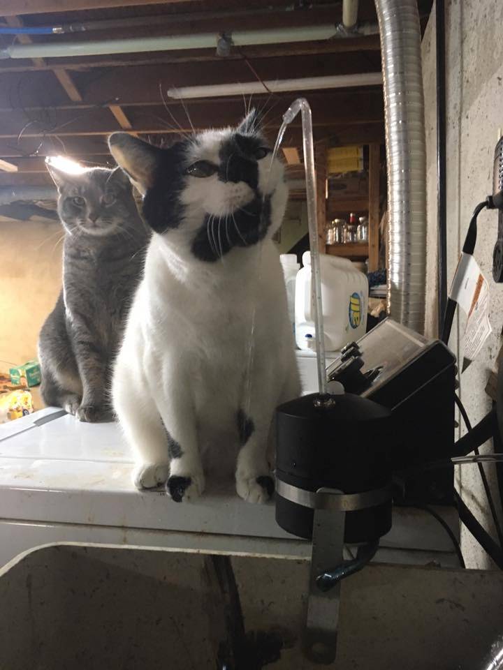 Queue of cats at the AquaPurr fountain installed at a utility sink.