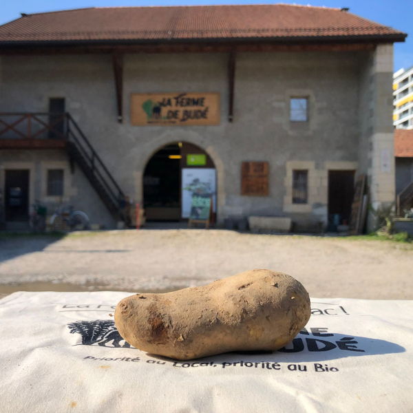 pomme-de-terre-bio