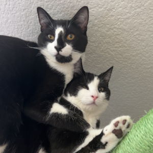 Our Kitty Fund