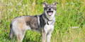 Hund sitzt auf der Wiese und hechelt in die Kamera
