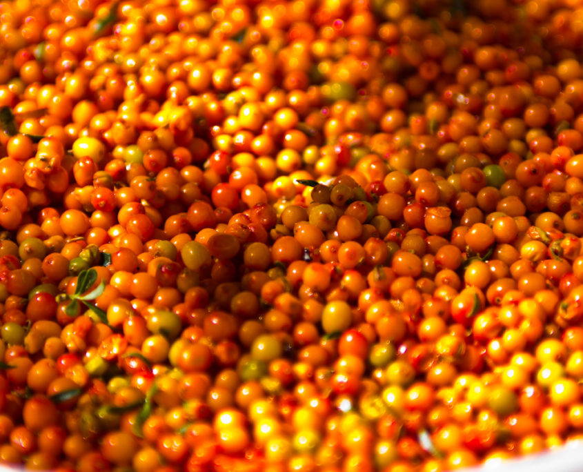 Sea buckthorn berries