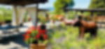 Home restaurants San Gimignano: Kitchen garden with music
