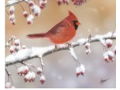 Song Bird - Cardinal