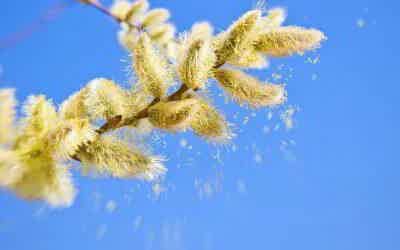 THIS IS THE YEAR TO GET SEASONAL ALLERGIES UNDER CONTROL. HERE’S HOW.