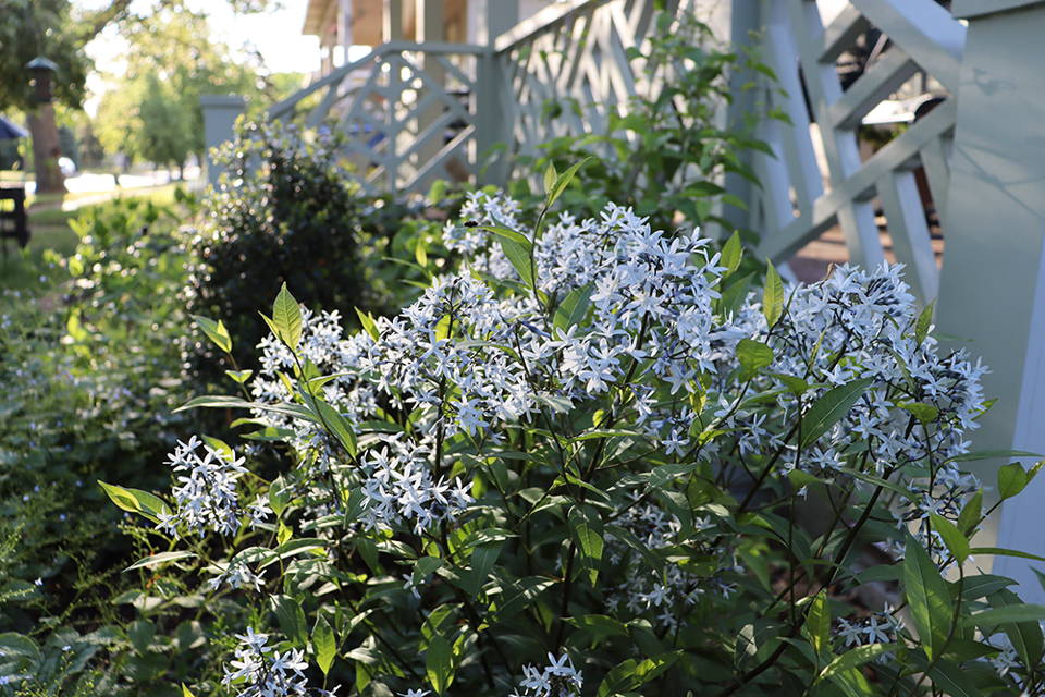 Bluestar garden plants along a white fence