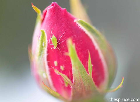 aphids-on-roses