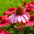 bee-collecting-pollen-cone-flower-echinacea