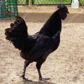 gypsy-shoals-farm-ayam-cemani-rooster