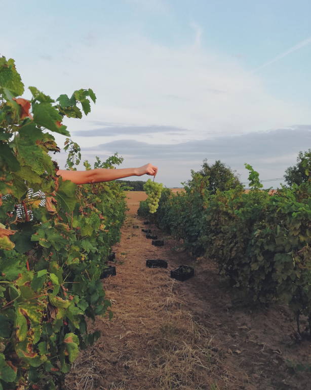 Hand coming out of a vine holding green grapes .