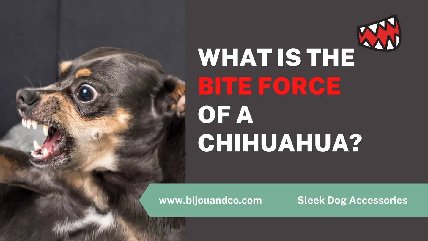 what is the bite force o a Chihuahua
