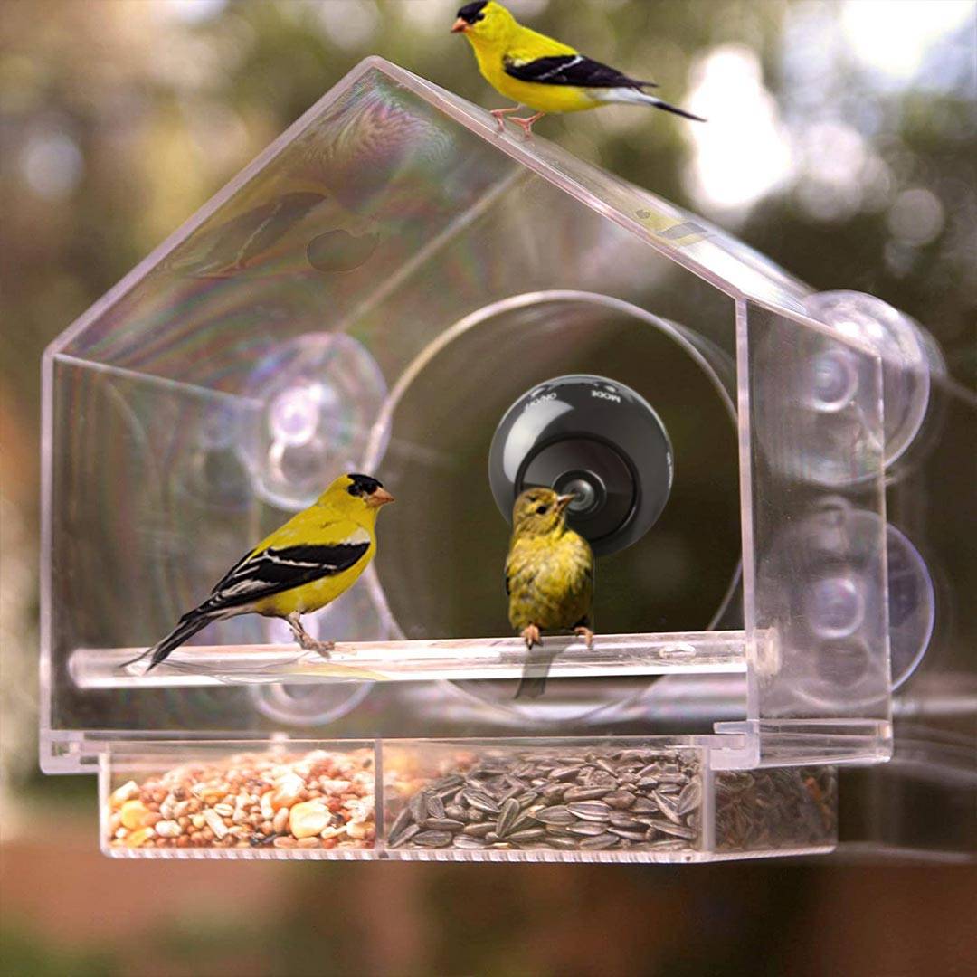bird buddy camera feeder live hummingbird feeder cam cornell live feeder cam wifi bird feeder camera sapsucker woods live bird cam
