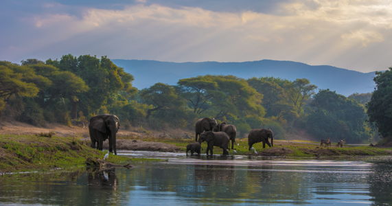 lower-zambezi-national-park