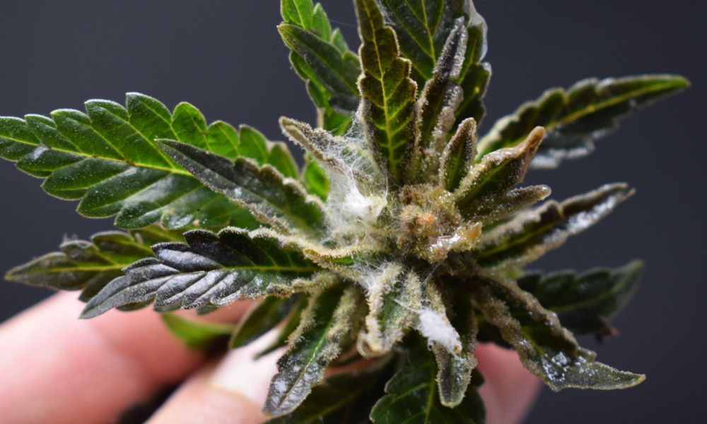 Mold on cannabis plant