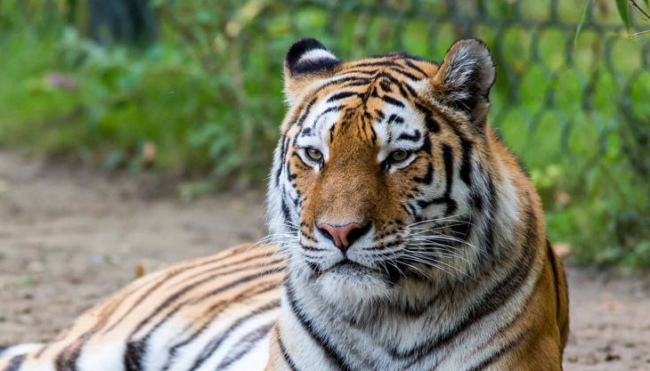 zoom erlebniswelt tiger