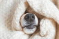 Dog nose in blanket