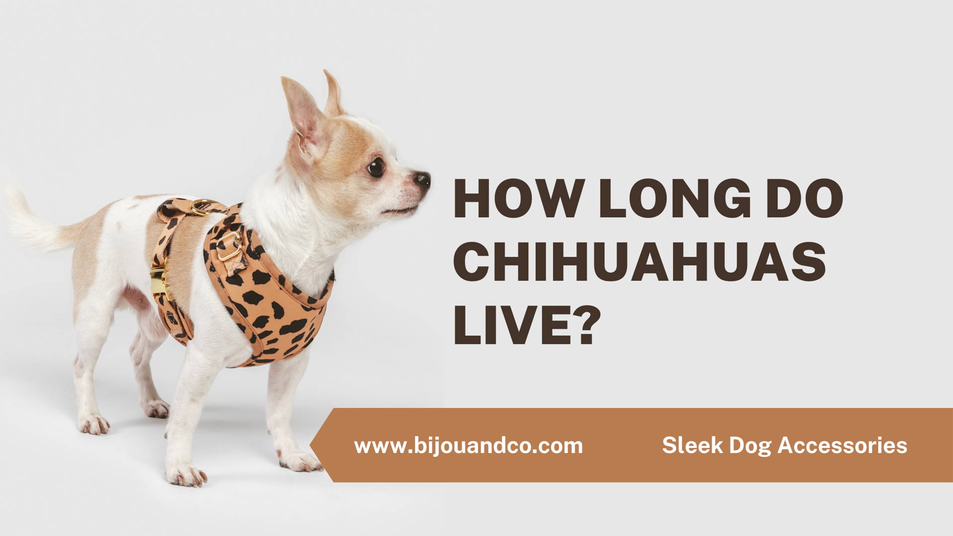 how long do chihuahuas live