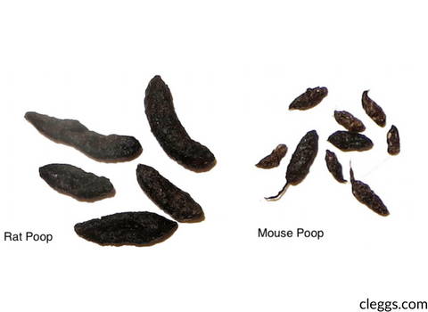 fecal_droppings_of_mice_and_rats