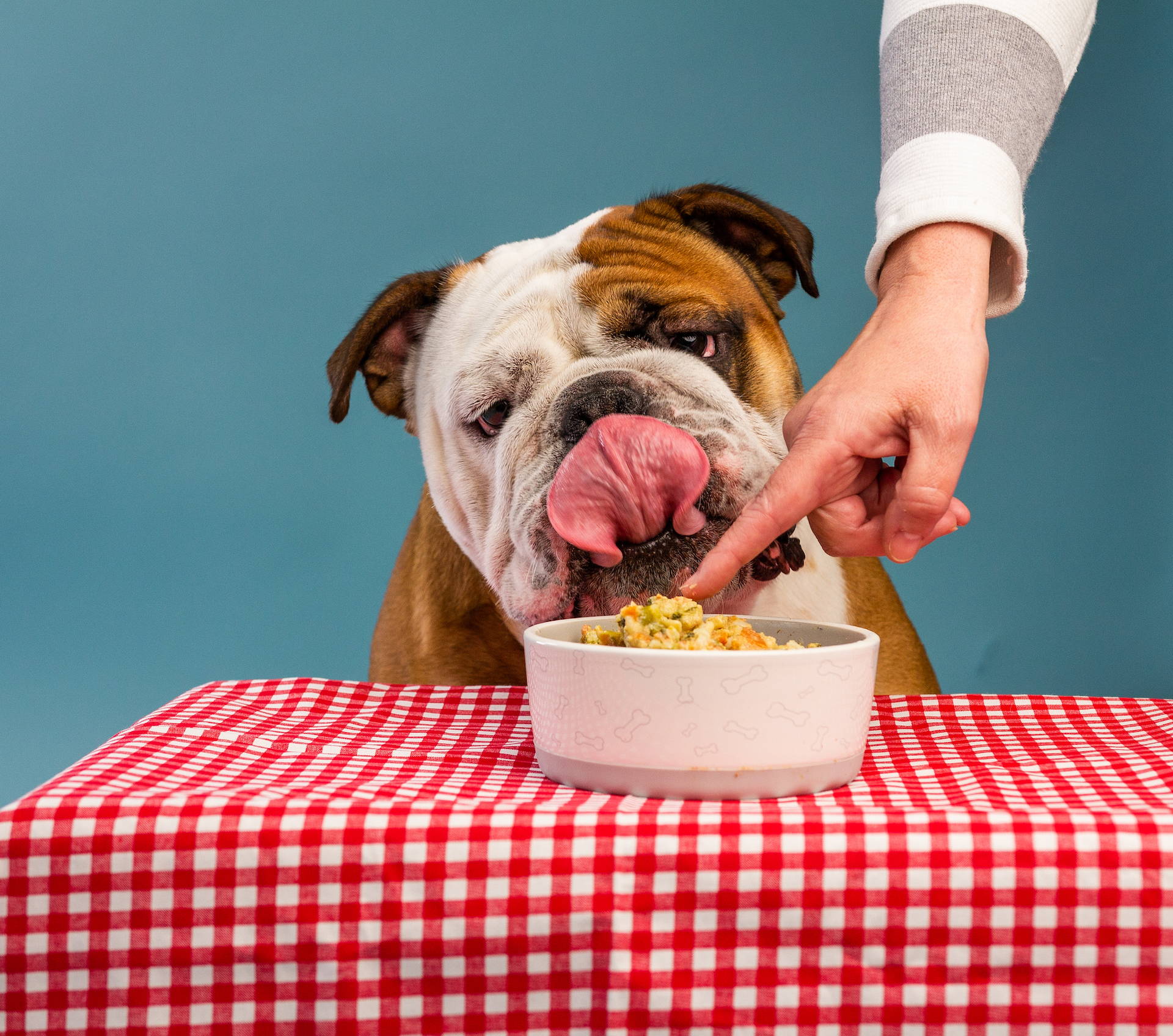 A bulldog licking its lips in front of a bowl with a Salmon dog food topper. 