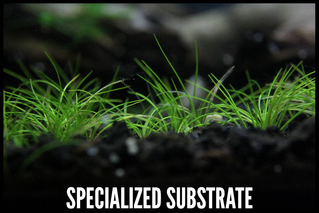  Best Substrate, Specialized Substrate