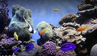 SeaQuest Interactive Aquarium
