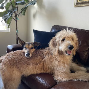 Pet Care